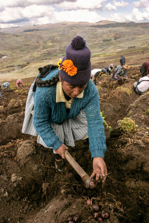  A farmer picks potatoes on community land in the high Andean region of Huancavelica, the area of Peru with the most native varieties of potatoes. Credit: Mariela Jara / IPS