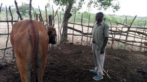 Zambian Farmer Lameck Sibukale showcasing his newly acquired ox, which he bought using earnings from a savings group. Credit: Friday Phiri/IPS