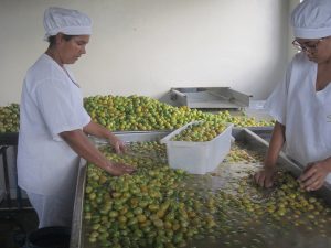 Two workers manually select umbús-cajás, in the factory of the Ser do Sertão Cooperative, in Pintadas, in the northeastern Brazilian state of Bahia, while the fruit is washed. It is the slowest part of the production of fruit pulp from fruits native to the semi-arid ecoregion, in a project with only female workers. Credit: Mario Osava/IPS