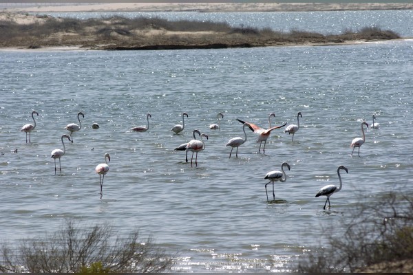 Abu Dhabi hosts the First Regional Biodiversity Forum in the Gulf Region