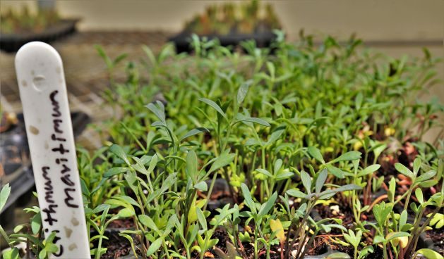 ICBA scientists start growing halophytic vegetables in UAE