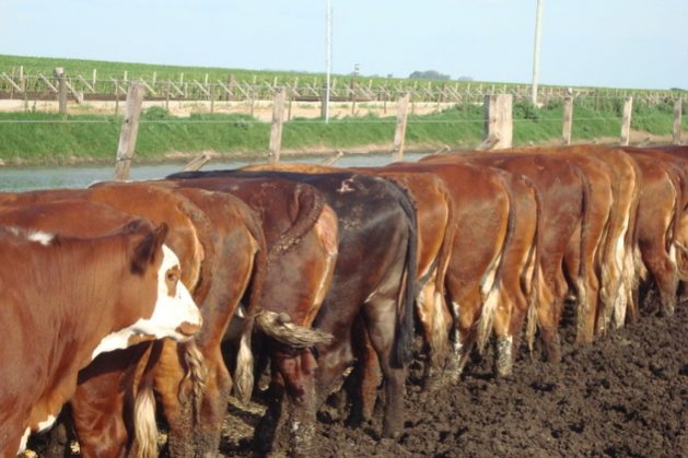 Cattle line up at a trough in a feedlot, which are now widely used in Argentina. Credit: Courtesy of Ana Garcia