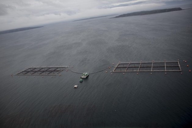 A view of salmon cages in the Pacific Ocean in Chile. In recent decades, salmon farming has become an important industry in Chile, but the impact on the environment and people's health has been questioned. Credit: Courtesy of Daniel Casado