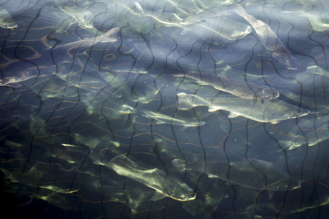 Salmon seen in the Chilean sea. Broken cages sometimes cause hundreds of thousands of fish to end up in open sea, generating negative impacts on native species. Credit: Courtesy of Daniel Casado