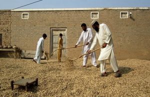 Farmers spread their produce under the sun in the courtyard of their home in Ghool village of the Chakwal district, Pakistan. Credit: Saleem Shaikh/IPS