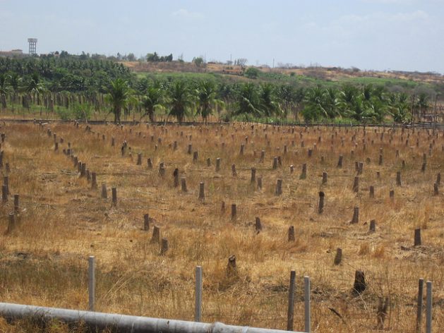 Stumps of coconut palms that died during the last drought in São Gonçalo, in the municipality of Sousa, in Northeast Brazil. In 2012, the water authorities suspended irrigation in order to ensure the supply of water for human consumption, due to the sharp fall of water in the reservoirs, which lasted for five more years. Credit: Mario Osava/IPS