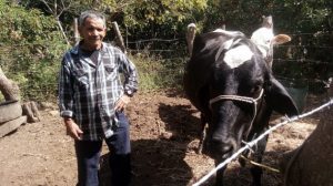 Gilberto Gómez stands next to the cow he bought with the support of his migrant children in the United States,which eases the impact of the loss of his subsistence crops, in the village of La Colmena, Candelaria de la Frontera municipality in western El Salvador. This area forms part of the Central American Dry Corridor, where increasing climate vulnerability is driving migration of the rural population. Credit: Edgardo Ayala/IPS