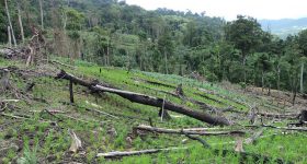 Big Business Depletes Nature, Big Business Supplants Nature with Synthetic Food - Vimarsana News