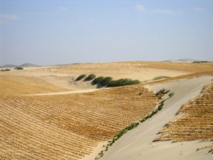 Reclamation of desertified, sandified land on either side of the Sudu desert road in Wengniute County, China. Credit: Manipadma Jena/IPS