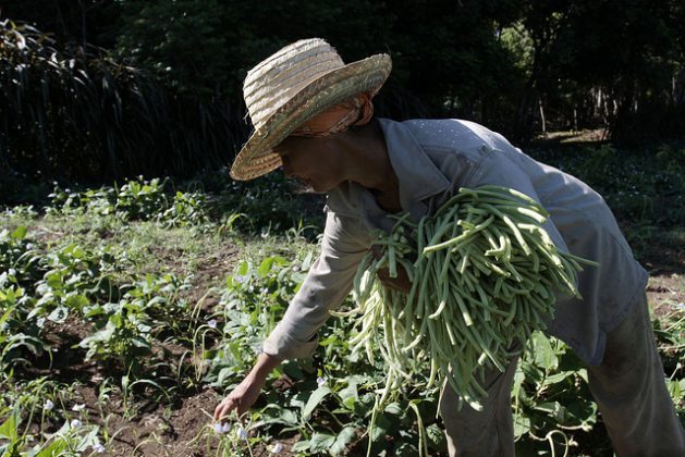 FAO report provides new estimates of food loss from post-harvest up to retail to help identify appropriate measures for an effective reduction