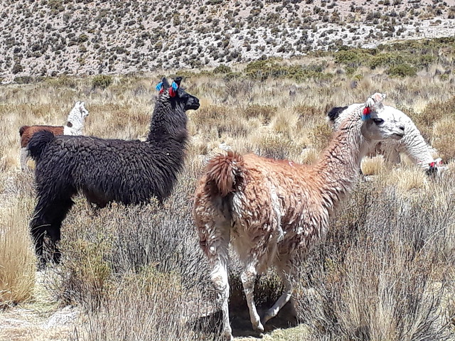 Llamas graze in Argentina's Puna region, where most of the inhabitants are members of the Kolla indigenous community, who breed llamas and sheep and are subsistence farmers, growing only a few crops such as potatoes and beans, due to the arid conditions. Credit: Daniel Gutman