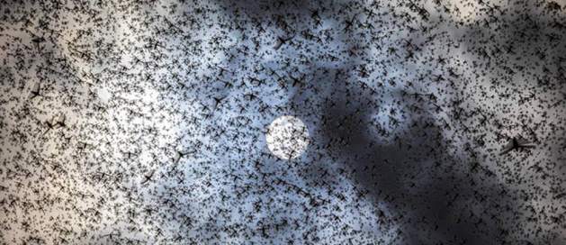Desert Locust swarm in Kenya. Copyright: FAO/Sven Torfinn (This image has been Cropped).