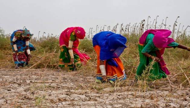 New law gives women farmers similar rights as industrial workers The provincial legislation is a first in the vast Indian sub-continent.
