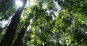 Tropical forests can develop resistance to a warmer climate, but 71 per cent will come under threat in the next decade if global average temperatures reach two degrees Celsius above pre-industrial levels, a new study warns