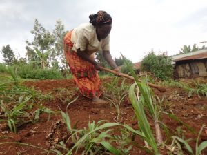 African countries need to prioritize agriculture to tackle food insecurity issues that have been exacerbated by COVID and will continue to be an issue into the near future