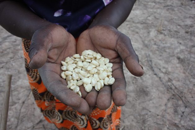 Food systems are at threat, owing to climate change “massively interfering” with food systems around the world, leading to droughts, floods and fires. Credit: Busani Bafana/IPS