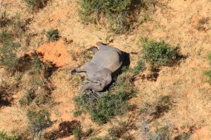 The world was shocked by the unexplained deaths of hundreds of elephants across Botswana. While Botswanan officials have said they have identified what killed the animals as cyanobacteria, some wildlife experts and conservationists have questioned the government’s claim, saying many questions remain. Courtesy: Elephants Without Borders (EWB)