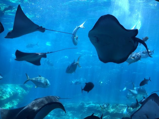 More than 60 percent of the world’s coral reefs are endangered due to overfishing, destructive practices and climate change, according to the United Nations. Yesterday the first-ever U.N. Summit on Biodiversity concluded with world leaders and experts agreeing on the urgency to preserve biodiversity globally. Credit: Nalisha Adams/IPS