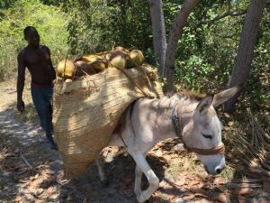 Working Animals' Role in SDGs and Addressing Climate Change, Pandemic  Crises – Conflict Resolution Unit