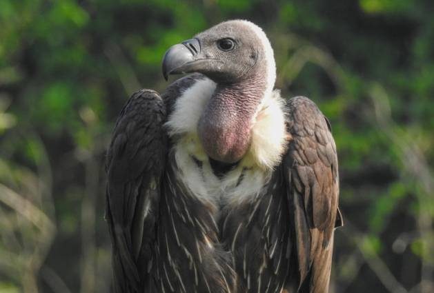 Nepal has established itself as a pioneer in vulture conservation over the years, and the birds are now showing signs of coming back