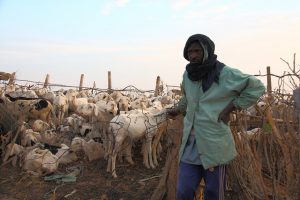 A herder is about to take his sheep to graze early in the morning in Mauritania, the West Sahel. Peacebuilding and stability in the region is dependent on solving the challenge of food and security, says the African Development Bank. Credit: Kristin Palitza/IPS