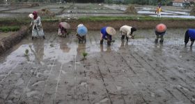 Can Agricultural Apps Bring Indonesia's Farmers Back to the Fields? - Vimarsana News