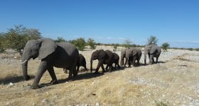 Despite Petitions & Mounting Pressure, Namibian Government Proceeds with Sale of 3% of Country's Last Elephants - Vimarsana News