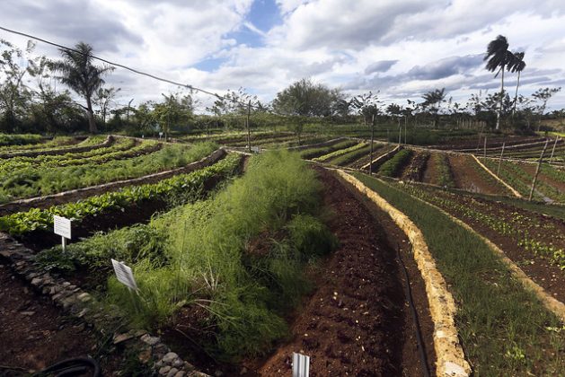 Cuban Farm Explores Sustainability by Hand - Vimarsana News