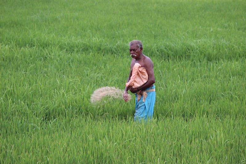 A farmer in Kerala’s hinterlands applies chemical fertilisers to his rice paddies. Large areas under unsustainable agricultural methods world-over in a drive for higher food production has damaged the environment. Scientific climate friendly methods are available and are equally productive.