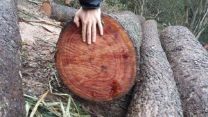 A freshly felled trunk of willow-leaf red quebracho lies in a forest in the Chaco region in northeastern Argentina. Native to South America, this straight-trunked tree is highly valued for its high tannin content and its hardwood, which gave rise to its name in Spanish: "quebra hacho (axe breaker)". CREDIT: Courtesy of Riccardo Tiddi