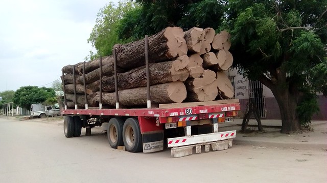 A truck carries freshly cut native tree trunks in the town of Miraflores, in the northeast Argentine province of Chaco. Forests are an important resource in one of the poorest regions of the country, and part of the wood extracted comes from the clearing of land by agricultural producers. CREDIT: Daniel Gutman /IPS