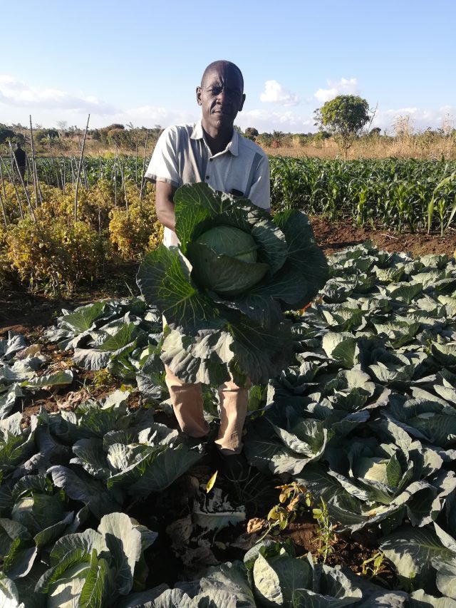 Feston Zale from Chileka area in Blantyre district of Malawi’s Southern Region has changed the wetland he inherited from his parents into a horticultural farm. He is pictured here withsome of his prize-winning cabbages. Credit: Esmie Komwa Eneya/IPS