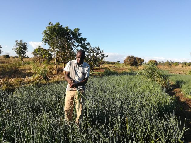 Youths like Feston Zale from Chileka area in Blantyre district of Malawi’s Southern Region are finding employment and a source of income in agribusiness. Credit: Esmie Komwa Eneya/IPS