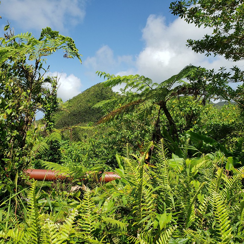 Why Experts are Saying It's a 'Make or Break' Moment for Forests - Vimarsana News