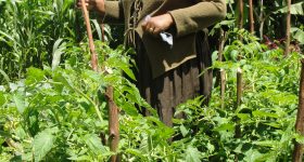 County Climate Risk Profiles Critical and Timely for Kenya's Struggling Smallholders - Vimarsana News
