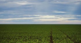 Deforestation - Illegal Clearing by Agribusiness 'Driving Rainforest Destruction' - Vimarsana News