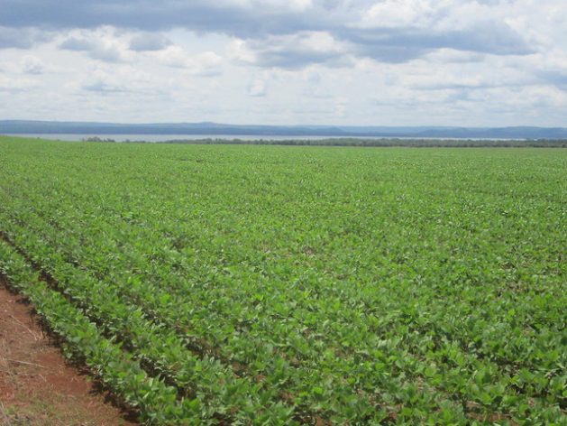 The monotony of soybean monoculture dominates the landscape in many areas of Mato Grosso and other Brazilian states. The regularity of rains in the Cerrado biome – Brazil’s savannah - favours this crop at the start of the rainy season, in September or October, and allows a second planting of corn or cotton before the dry season. CREDIT: Mario Osava/IPS