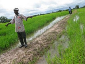 Undoubtedly, Africa has the resources for adequate rice production, and with increased investment, tremendous change can be achieved.