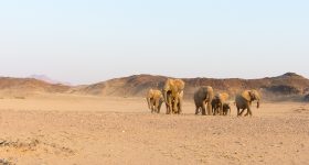Poor Sales at Slated Namibian Elephant Auction - Vimarsana News