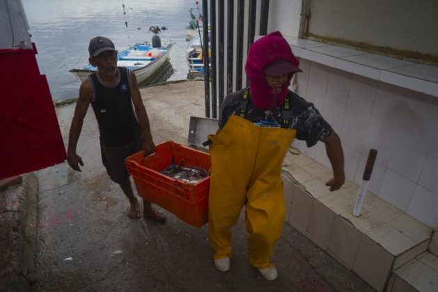 Flouting of the rules and a lack of uniformity in reporting has exacerbated the capture of sharks, whose existence dates back millions of years and is key for the health of ecosystems