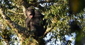 Rwanda's Rainforest Conservation Wins Praise from Indigenous Community - Vimarsana News