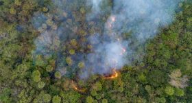 Forests & Climate: We Need to do Much, Much More - Vimarsana News