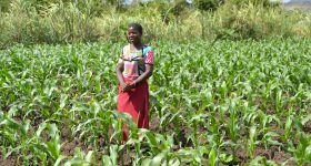 High Global Fertiliser Prices Overshadow Malawi's Farm Subsidy Programme - Vimarsana News