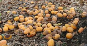 From Fruit Waste to Gourmet Grub - Vimarsana News