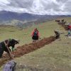 Women and men from the rural community of Sachac, at more than 3500 meters above sea level, build a kilometer-long infiltration ditch to capture rainwater and use it to irrigate crops in Cuzco, in Peru’s Andes highlands. CREDIT: Janet Nina/IPS