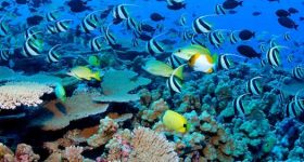 Future of Coral Reefs in the Time of Climate Change - Vimarsana News