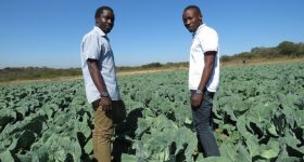 No Perfect Solution: Africa's Smallholder Farmers Must Use Both Traditional and New Practices - Vimarsana News