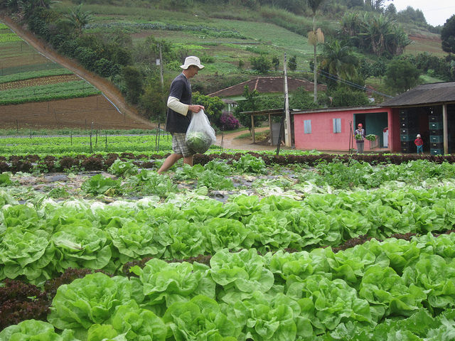 A farmer harvests lettuce in Santa Maria de Jetibá, a mountainous agricultural municipality, the main supplier of horticultural products for school meals in the city of Vitoria, in southeastern Brazil. The synergy between family farming and school meals programs strengthens local production in the country. CREDIT: Mario Osava/IPS