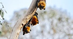 Speed Dating with the Future, a Romance with Science and Biodiversity - Vimarsana News