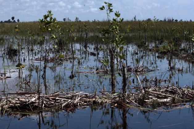 In the Ciénaga de Zapata, Cuba, the biggest wetlands in the Caribbean. Credit: Jorge Luis Baños/IPS 